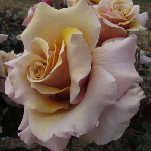 Magic Moment™ Stromkové ruže,  kvety kvitnú v skupinkách